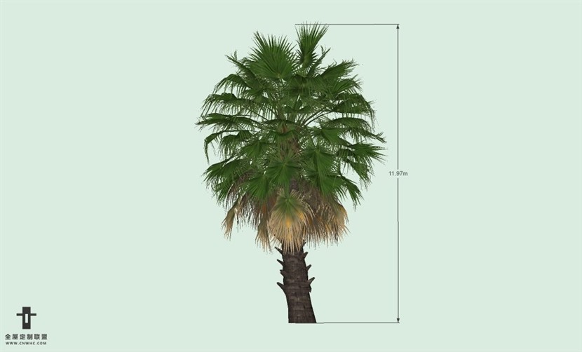 SketchUp草图大师户外植物棕榈树SU模型-Palm tree 008SKP模型