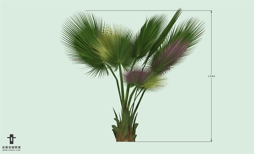 SketchUp草图大师户外植物棕榈树SU模型-Palm tree 010SKP模型