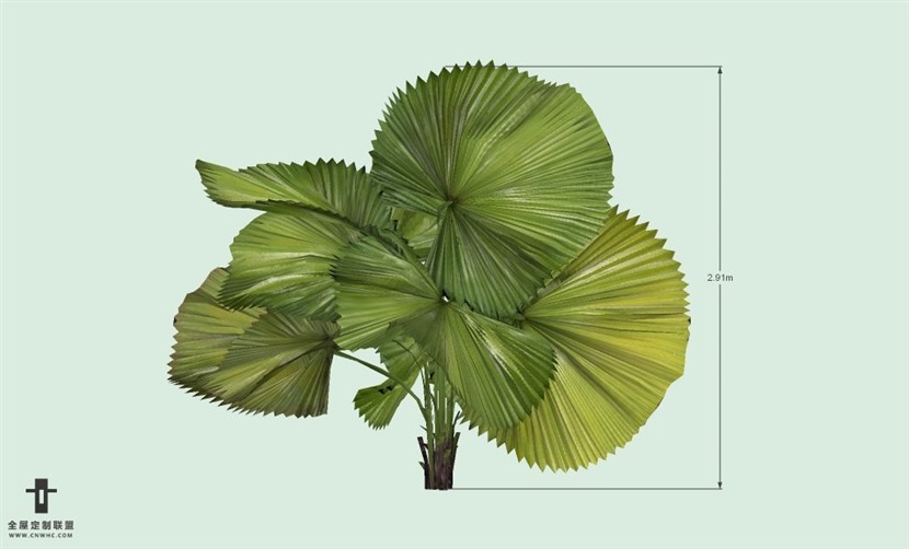 SketchUp草图大师户外植物棕榈树SU模型-Palm tree 011SKP模型