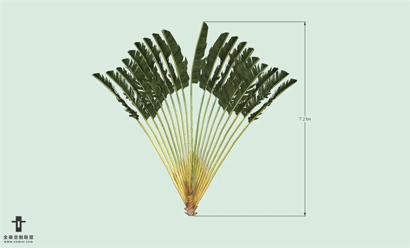 SketchUp草图大师户外植物棕榈树SU模型-Palm tree 012SKP模型