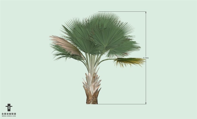 SketchUp草图大师户外植物棕榈树SU模型-Palm tree 014SKP模型