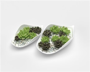 Vray材质多肉植物盆栽草图大师模型SketchUp植物花卉SU模型下载011