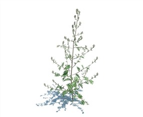 Vray景观植物SketchUp模型库蒿草SU模型下载032