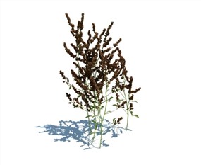 Vray景观植物SketchUp模型库野草SU模型下载038