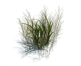 Vray景观植物SketchUp模型库花草SU模型下载049