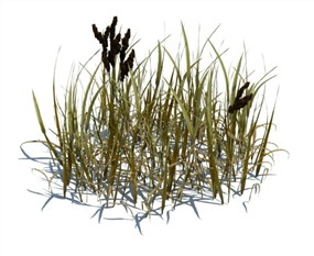 Vray景观植物SketchUp模型库花草SU模型下载050