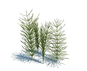 Vray景观植物SketchUp模型库农作物花草SU模型下载068