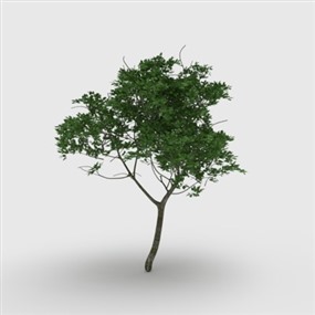 Vray for SketchUp草图大师室外植物模型下载019