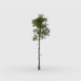 Vray for SketchUp草图大师室外植物模型下载021