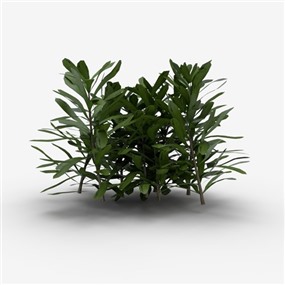 Vray&Enscape双材质景观灌木植物SketchUp模型下载017