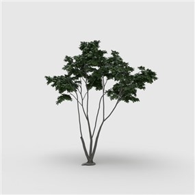 Vray&Enscape双材质景观植物树SketchUp模型下载006