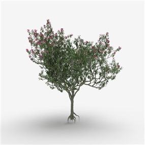 Vray&Enscape双材质景观植物树SketchUp模型下载015