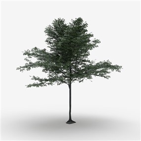 Vray&Enscape双材质景观植物树SketchUp模型下载179