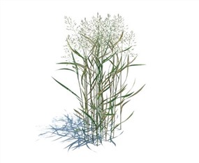 Vray&Enscape双材质景观花草植物SketchUp模型下载116