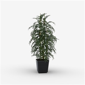 Vray材质盆栽植物SketchUp草图大师模型下载400